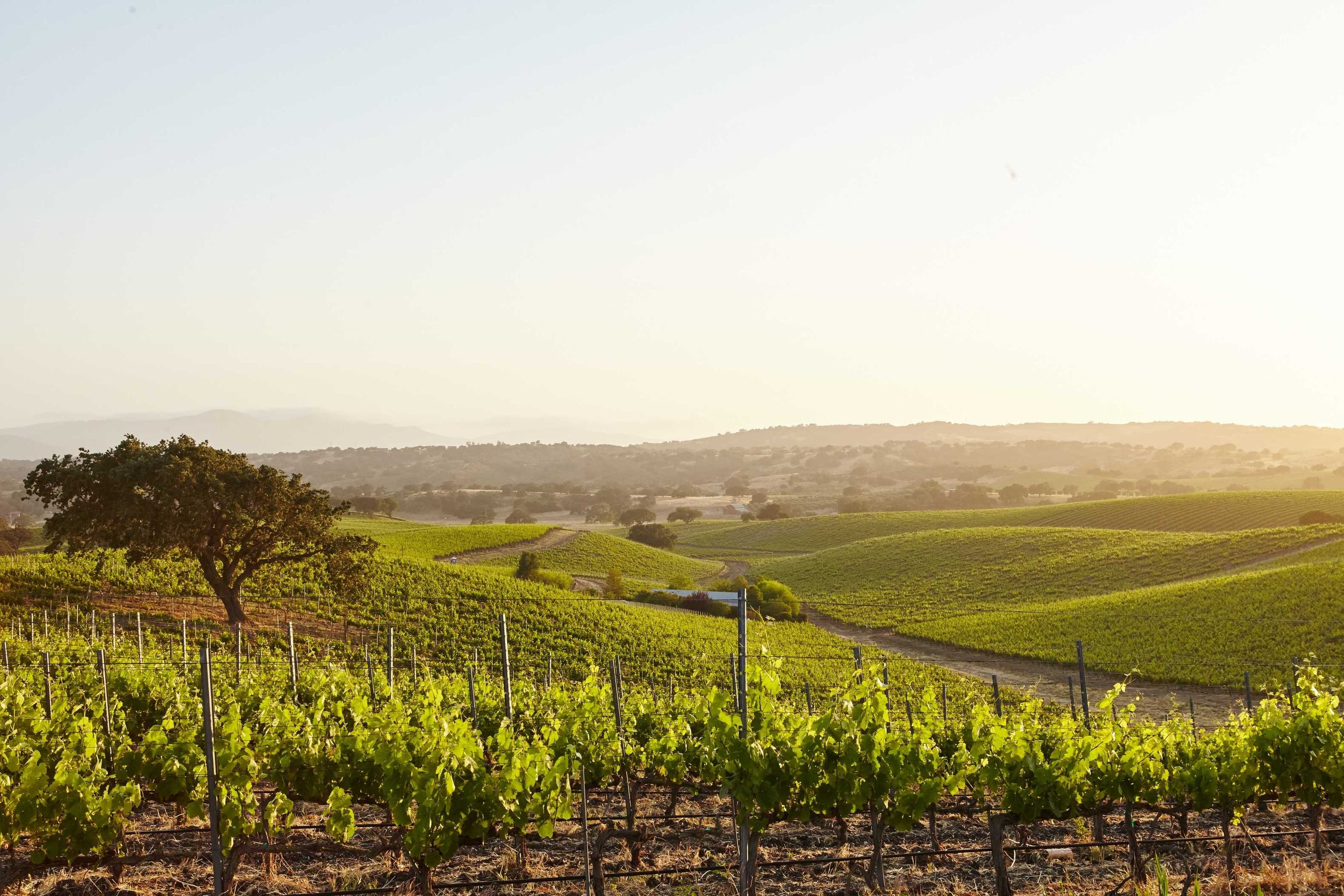 How Paso Robles Vineyards Inspire Dreamy Wedding Photos