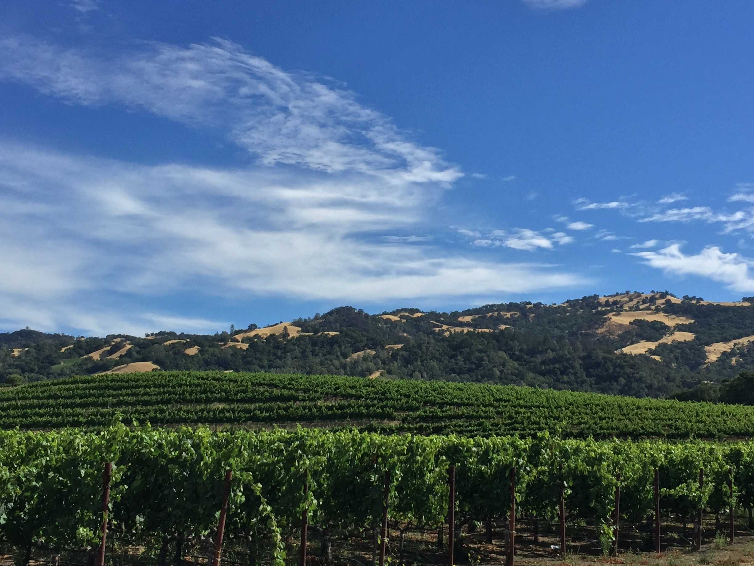 How to Pick the Perfect Vineyard for Engagement Photos in Paso Robles